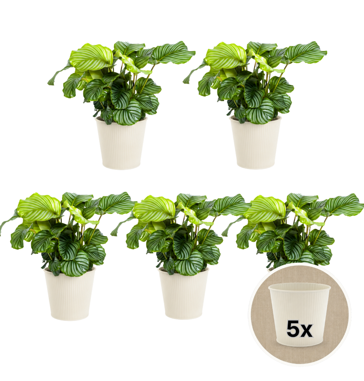 Korbmarante + 5x Cremefarbener Zinktopf | 5er-Set | Calathea | ca. 40-50 cm | Ø 12-15 cm Topf