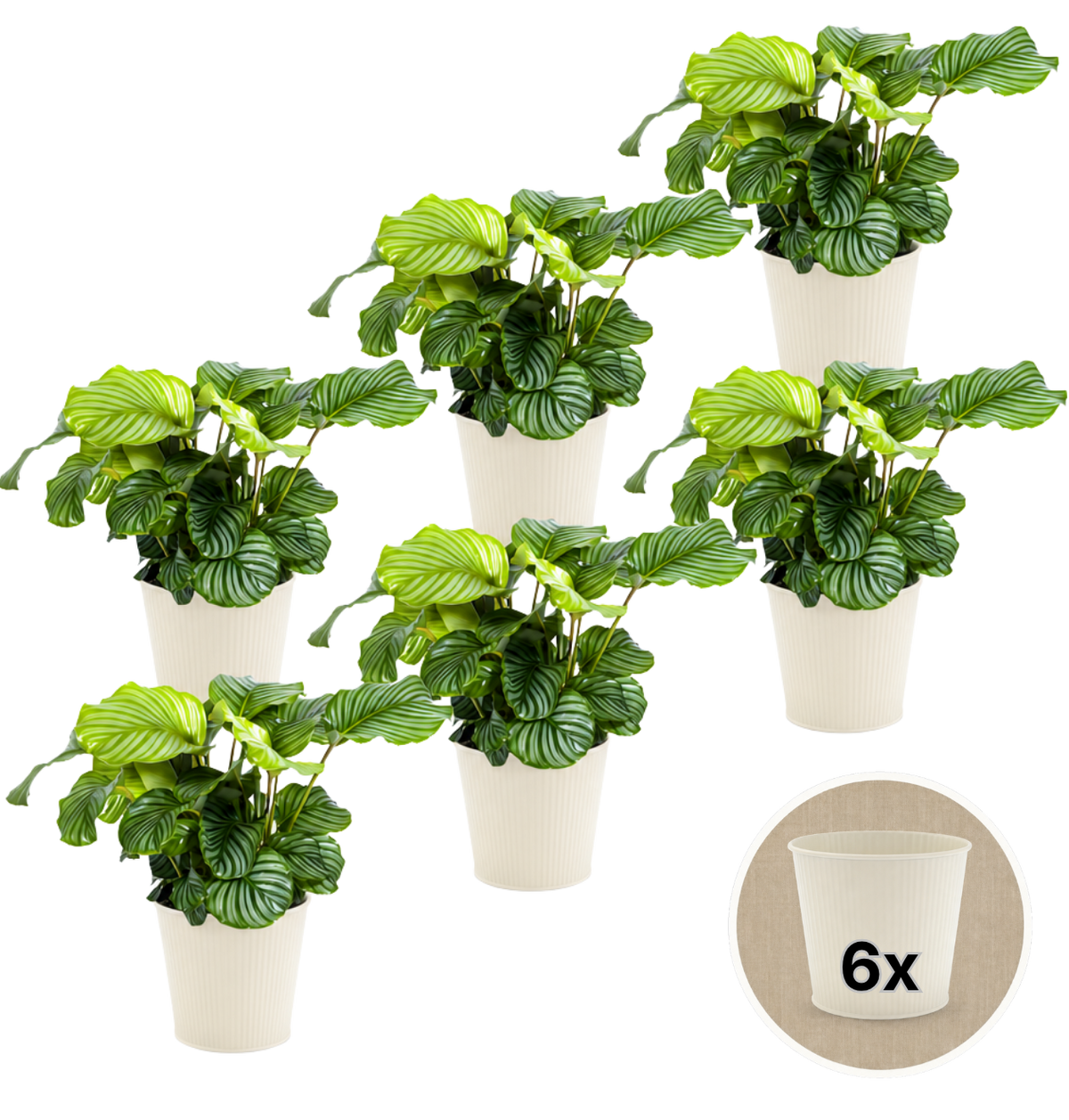 Korbmarante + 6x Cremefarbener Zinktopf | 6er-Set | Calathea | ca. 40-50 cm | Ø 12-15 cm Topf