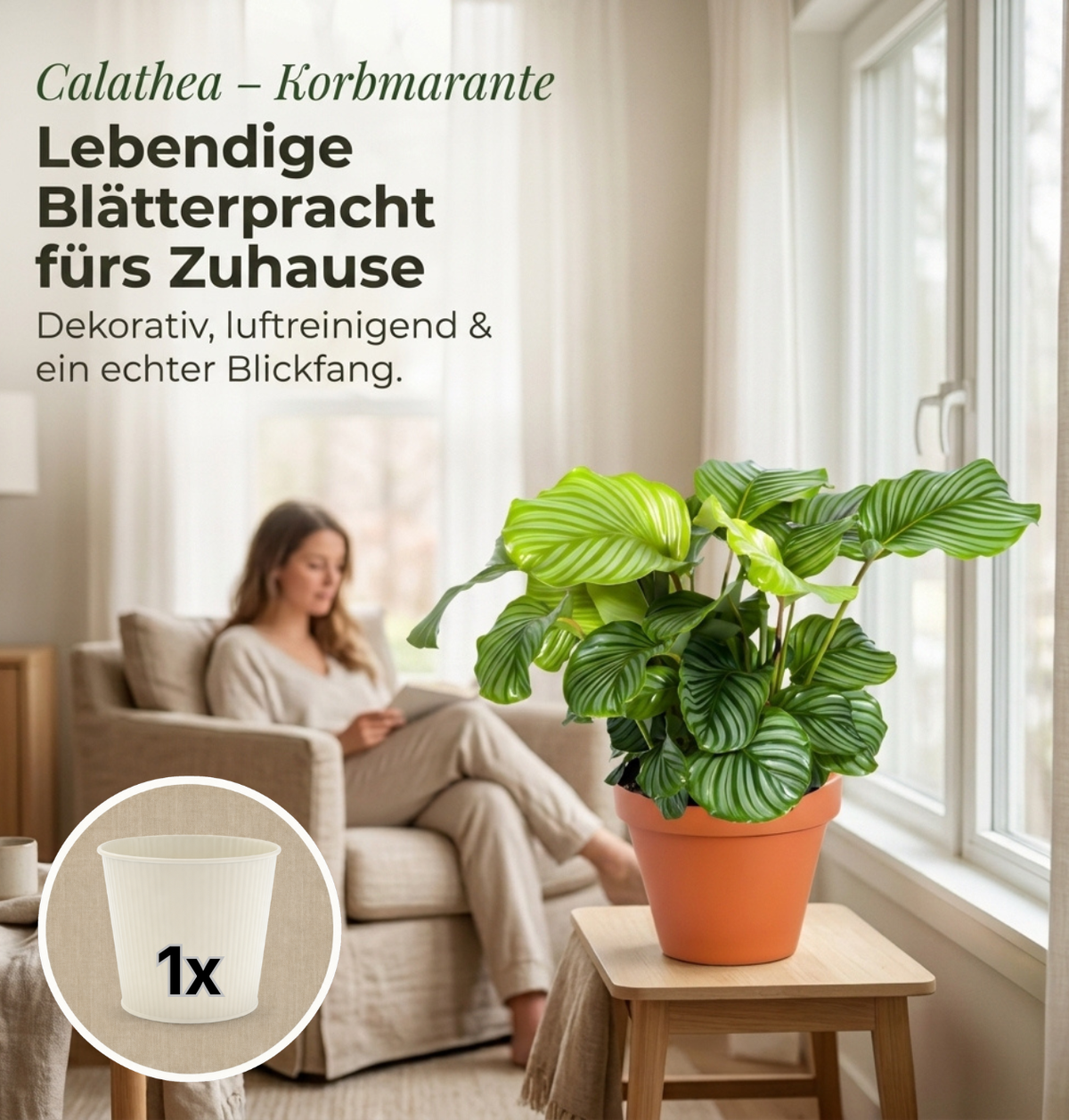Korbmarante + 1x Cremefarbener Zinktopf | Calathea | ca. 40-50 cm | Ø 12-15 cm Topf