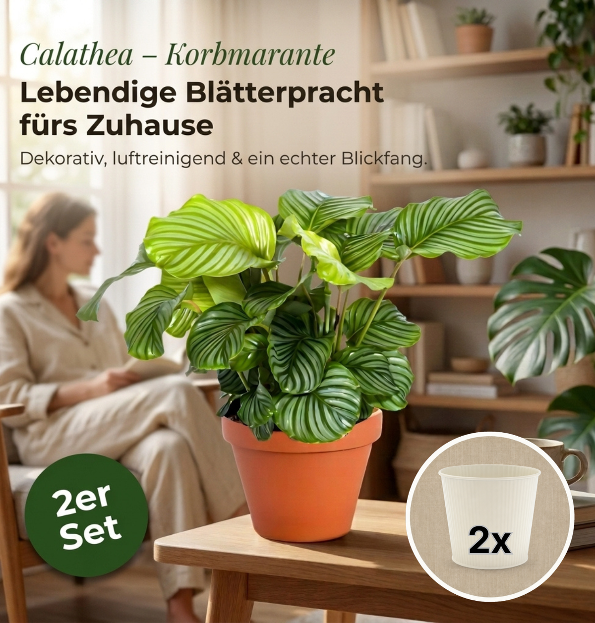 Korbmarante + 2x Cremefarbener Zinktopf | 2er-Set | Calathea | ca. 40-50 cm | Ø 12-15 cm Topf