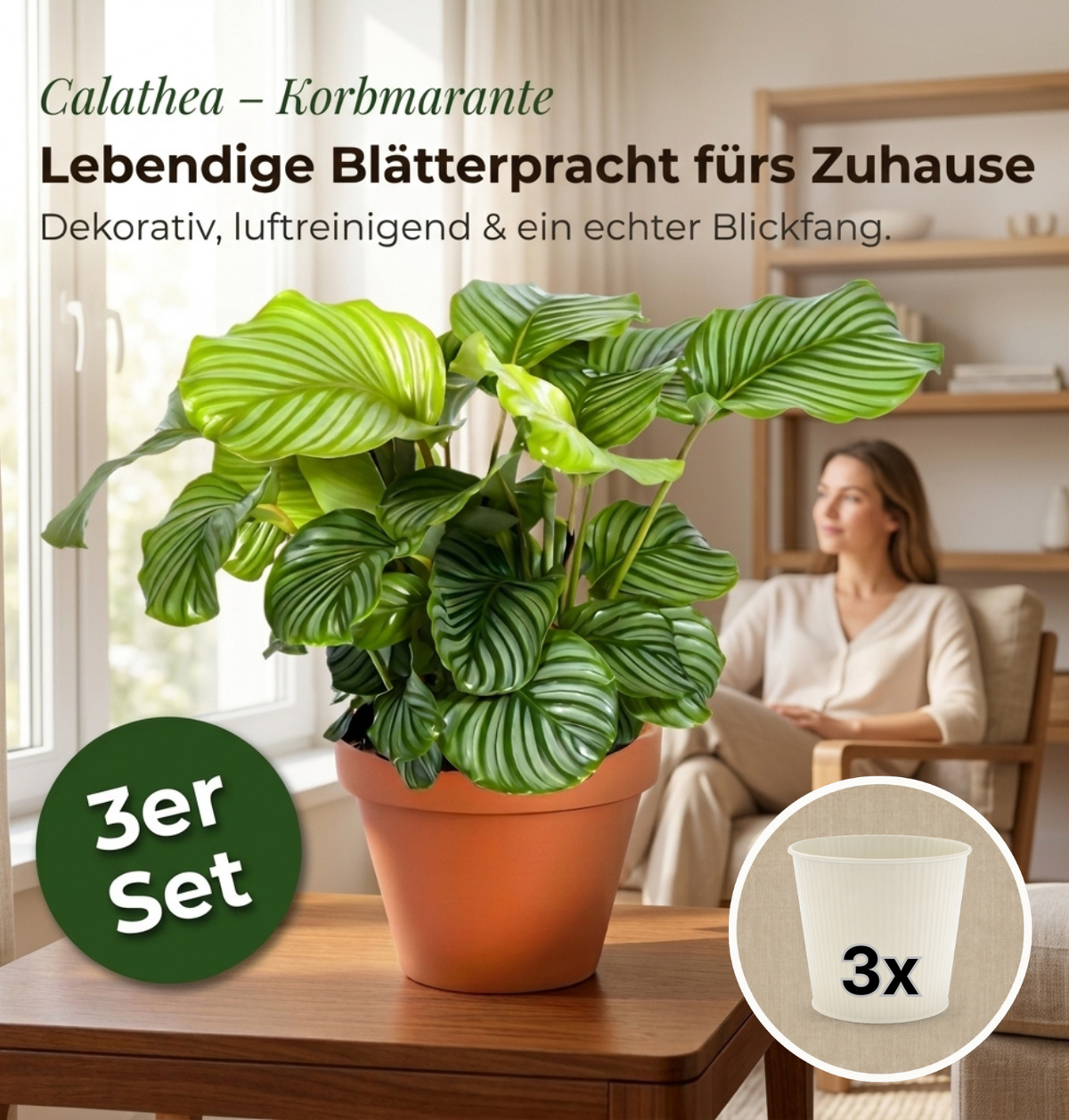 Korbmarante + 3x Cremefarbener Zinktopf | 3er-Set | Calathea | ca. 40-50 cm | Ø 12-15 cm Topf