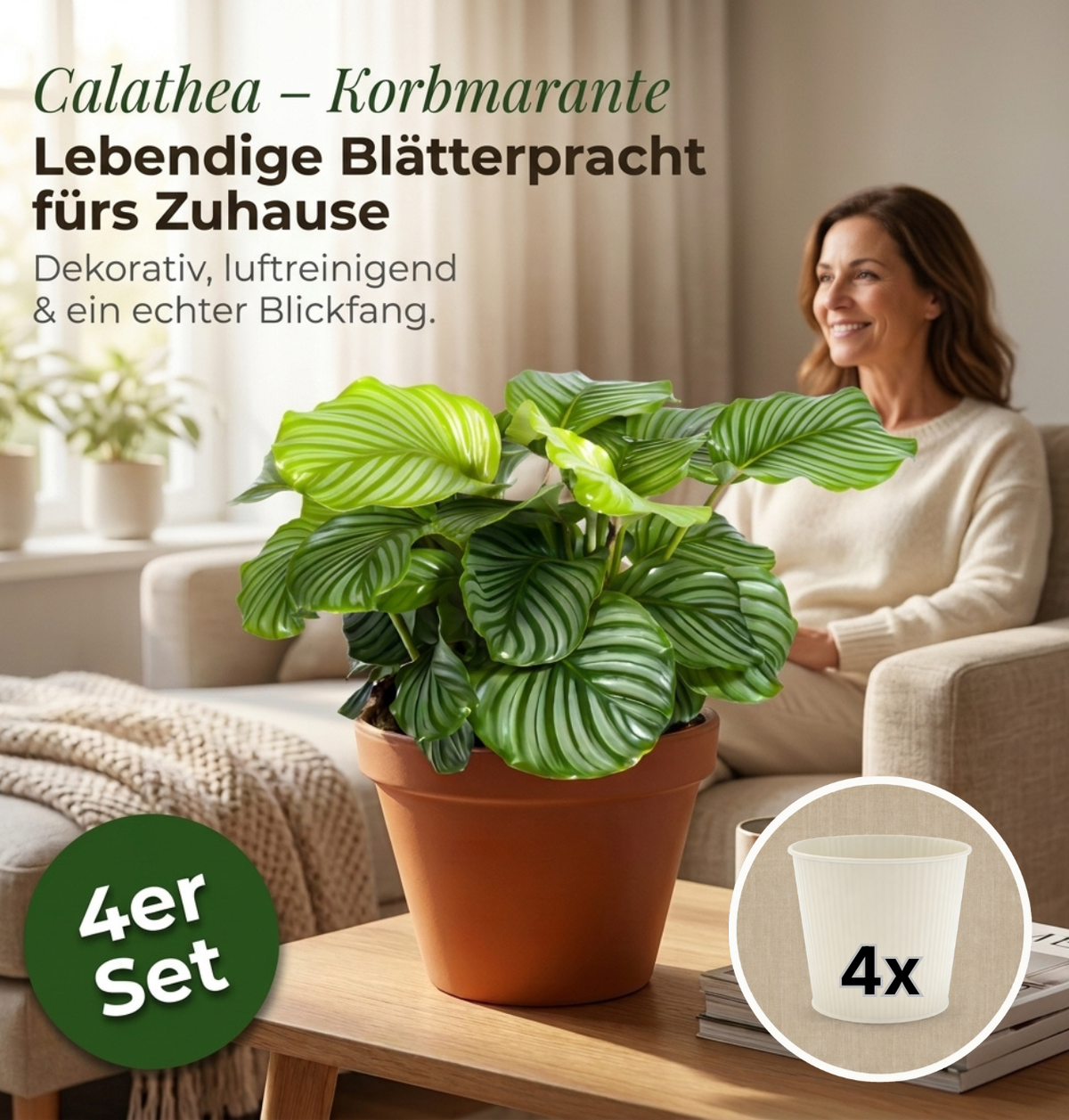 Korbmarante + 4x Cremefarbener Zinktopf | 4er-Set | Calathea | ca. 40-50 cm | Ø 12-15 cm Topf