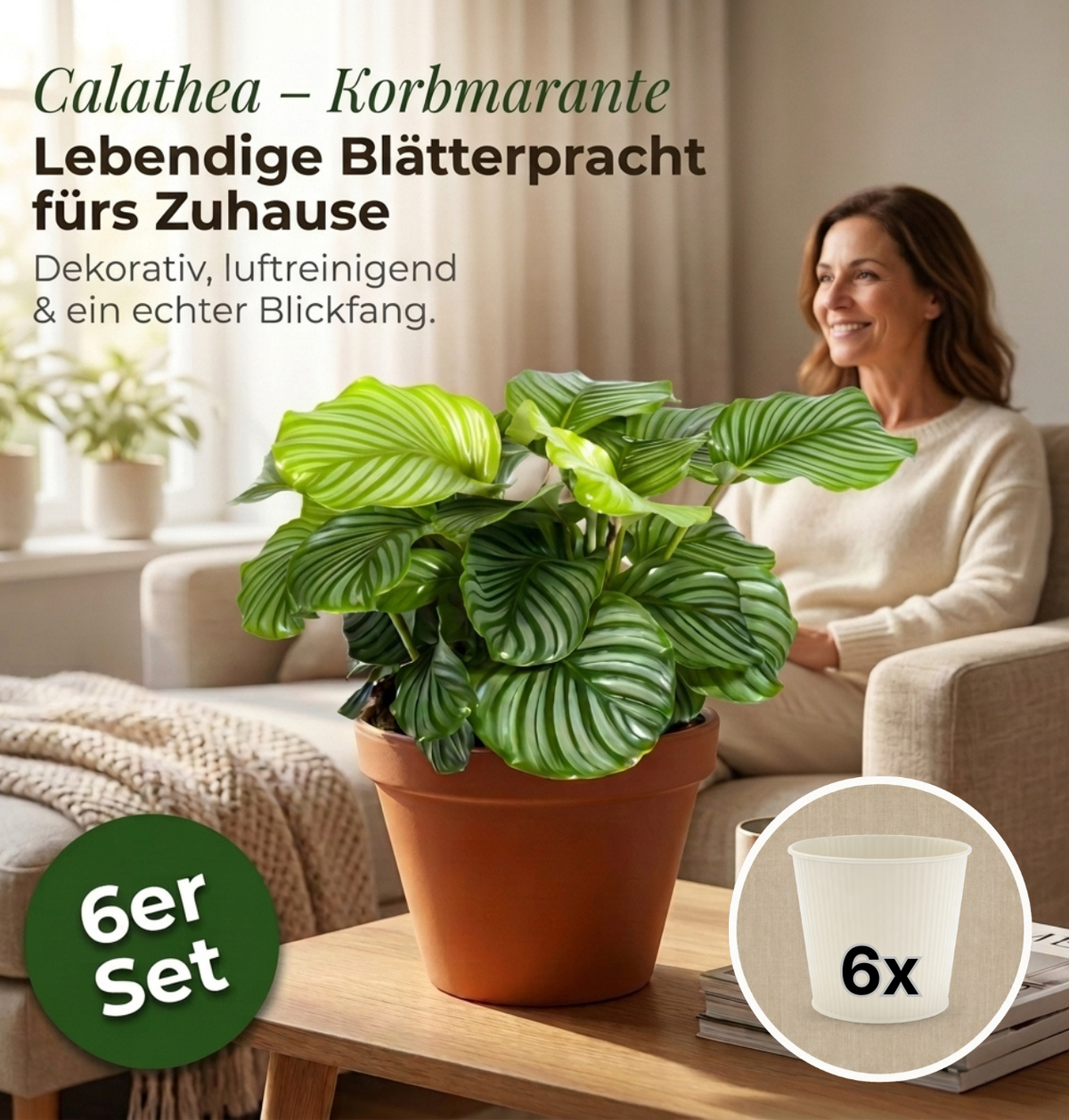 Korbmarante + 6x Cremefarbener Zinktopf | 6er-Set | Calathea | ca. 40-50 cm | Ø 12-15 cm Topf