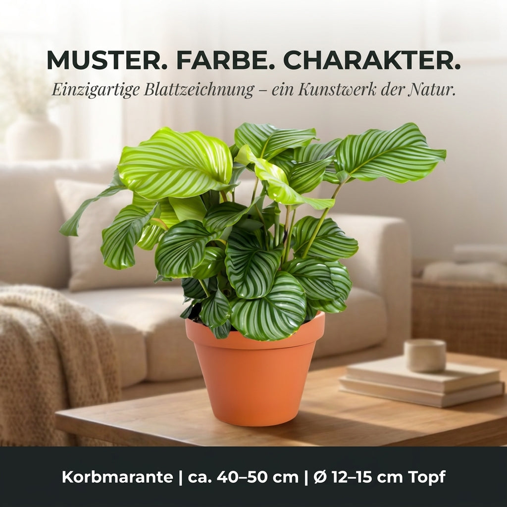 Korbmarante + 3x Cremefarbener Zinktopf | 3er-Set | Calathea | ca. 40-50 cm | Ø 12-15 cm Topf