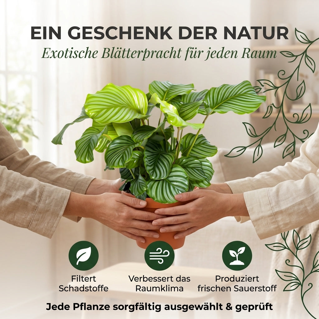 Korbmarante + 2x Cremefarbener Zinktopf | 2er-Set | Calathea | ca. 40-50 cm | Ø 12-15 cm Topf