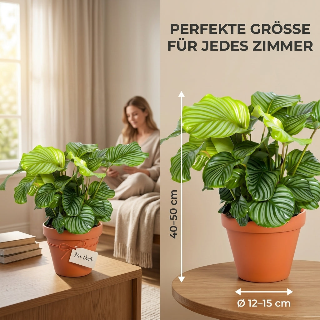 Korbmarante + 5x Cremefarbener Zinktopf | 5er-Set | Calathea | ca. 40-50 cm | Ø 12-15 cm Topf