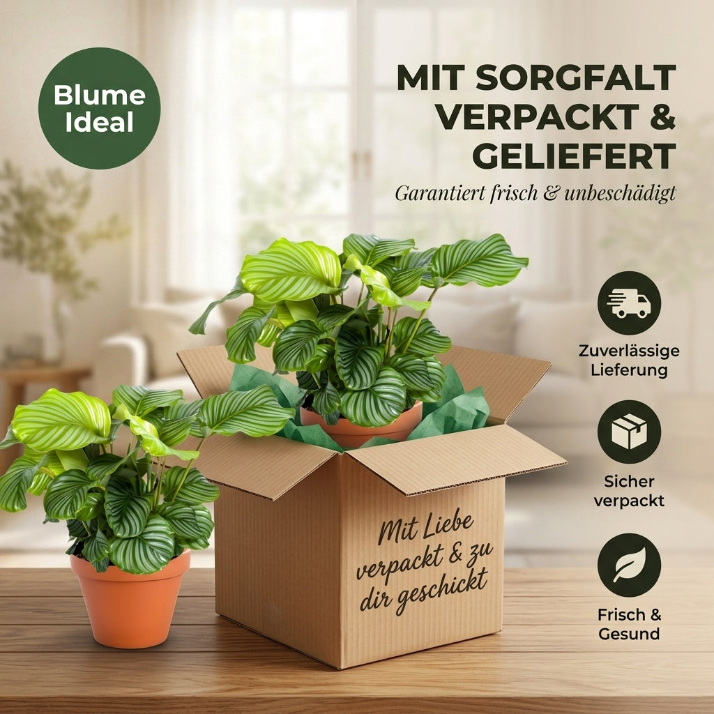 Korbmarante + 4x Cremefarbener Zinktopf | 4er-Set | Calathea | ca. 40-50 cm | Ø 12-15 cm Topf