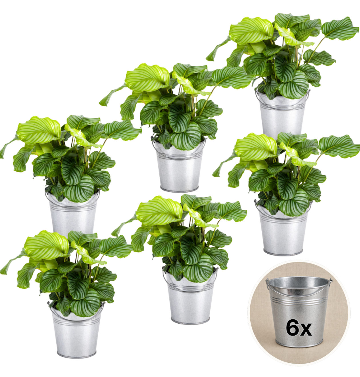 Korbmarante + Zinktopf | 6er-Set | Calathea | ca. 40-50 cm | Ø 12-15 cm Topf