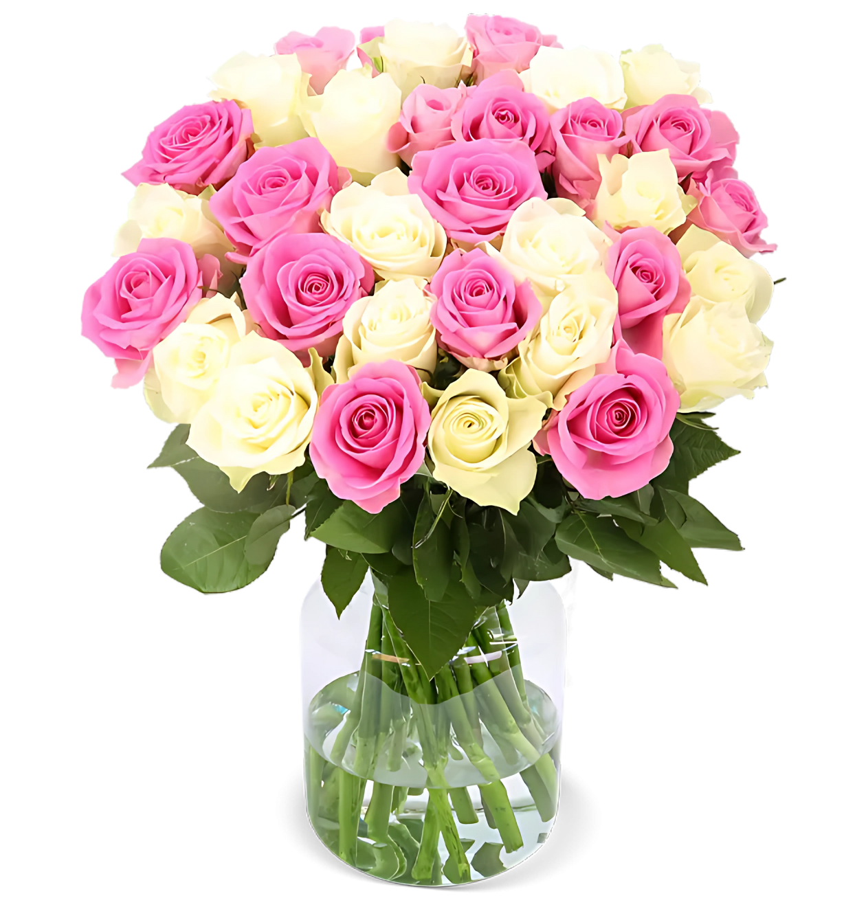 60 Rosen - "Candy Cotton"