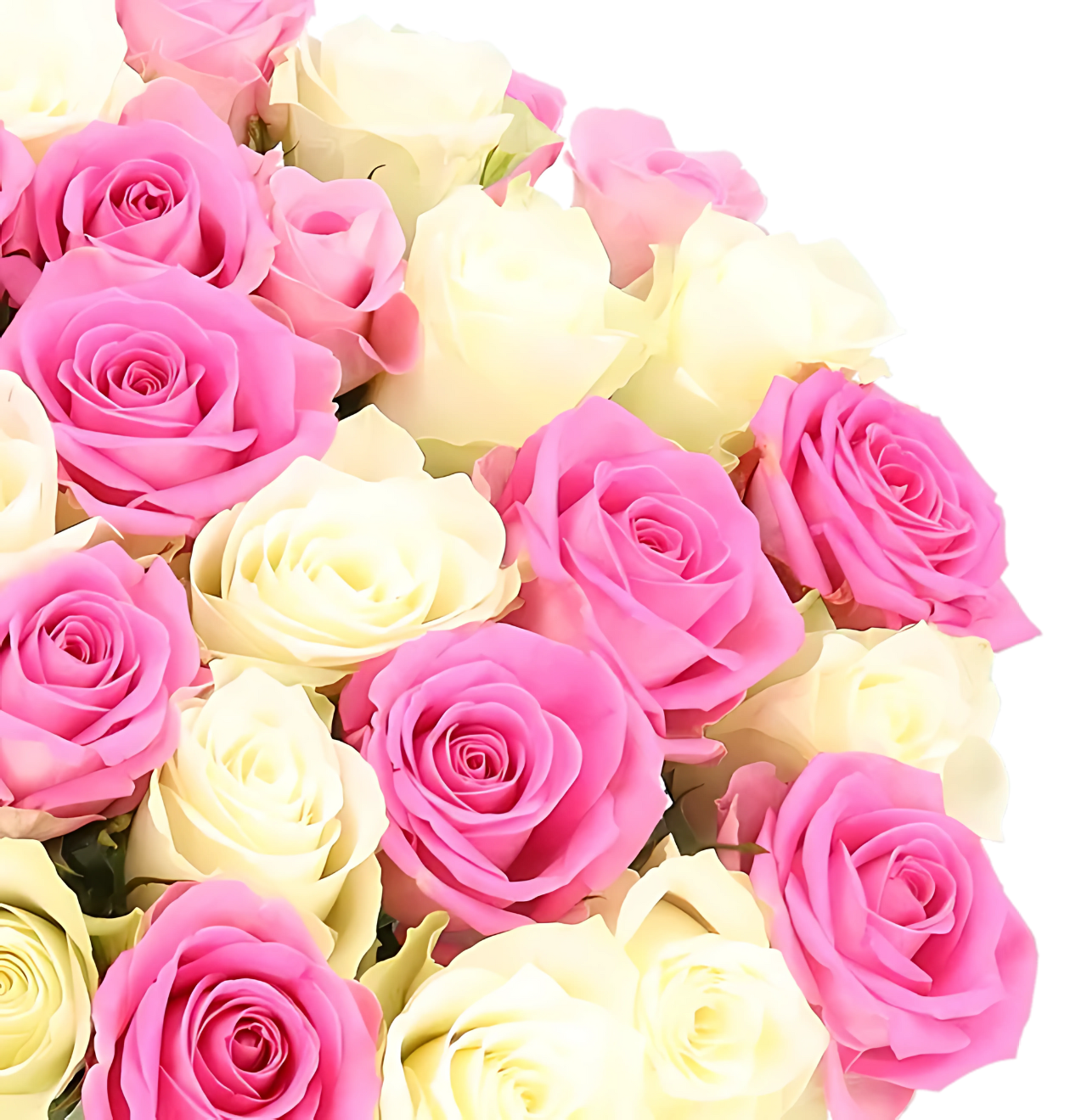 70 Rosen - "Candy Cotton"