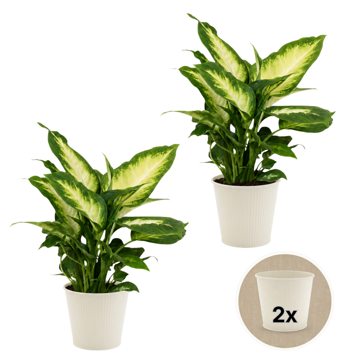 Dieffenbachia + 2x Cremefarbener Zinktopf | 2er-Set | ca. 40-50 cm | Ø 12-15 cm Topf