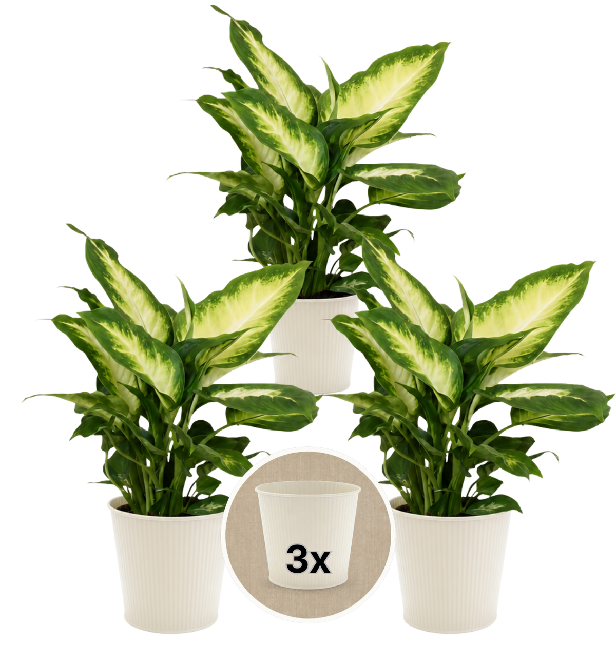 Dieffenbachia + 3x Cremefarbener Zinktopf | 3er-Set | ca. 40-50 cm | Ø 12-15 cm Topf