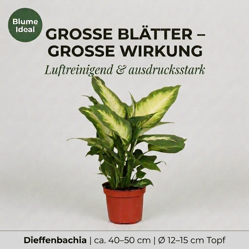 Dieffenbachia + 1x Cremefarbener Zinktopf | ca. 40-50 cm | Ø 12-15 cm Topf