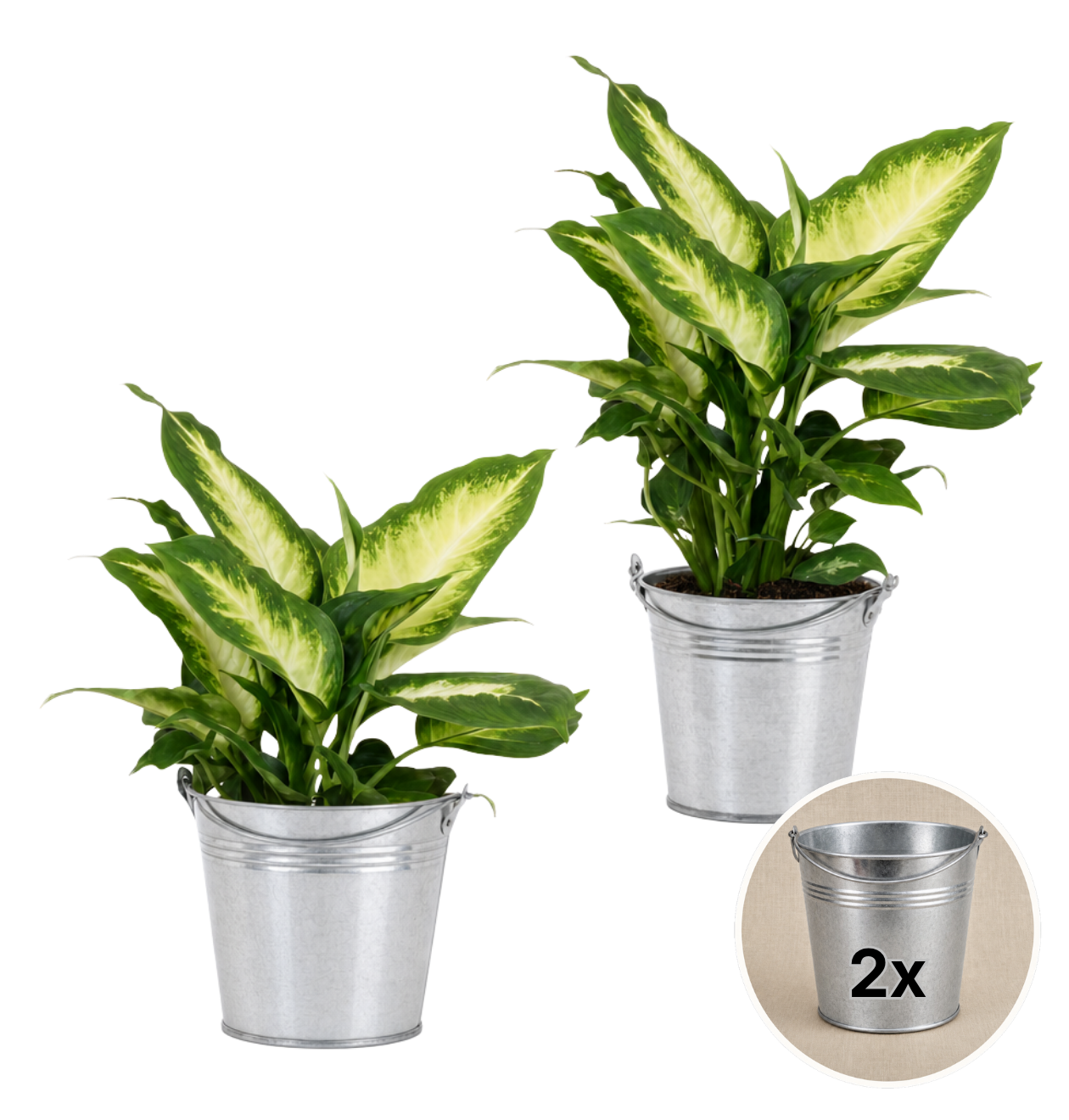 Dieffenbachia + 2x Zinktopf | 2er-Set | ca. 40-50 cm | Ø 12-15 cm Topf