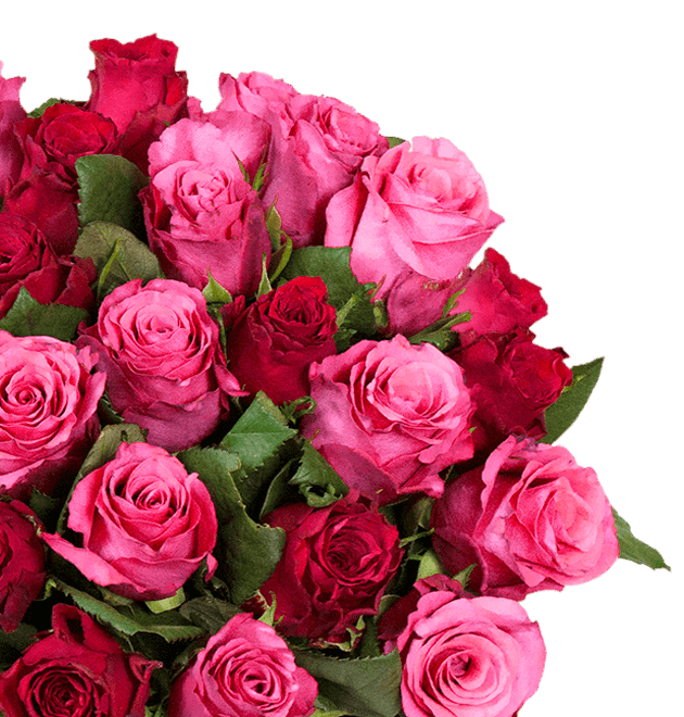 44 Rosen "RomanticRoses"