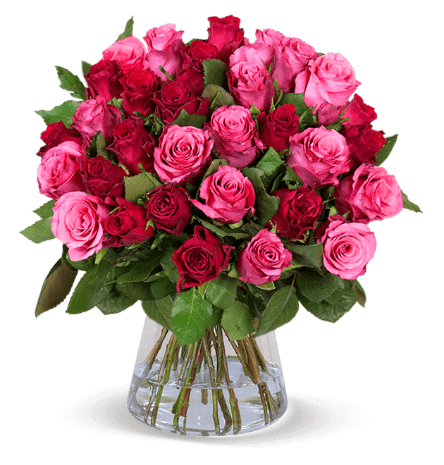 44 Rosen "RomanticRoses"