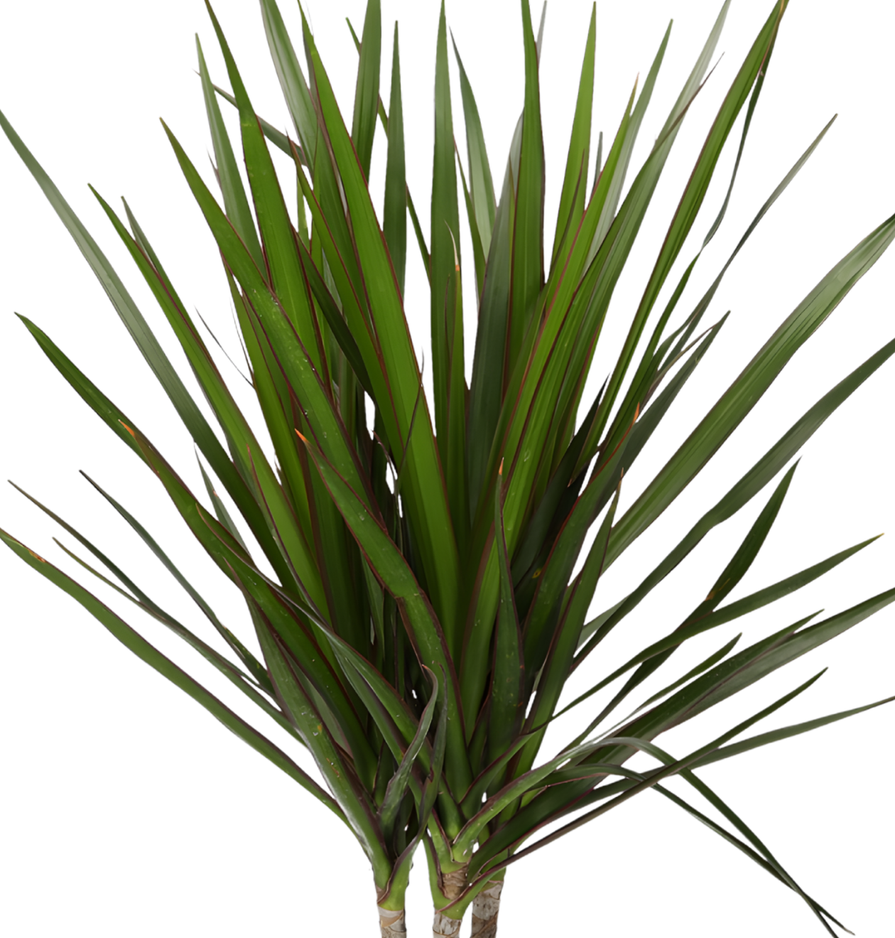 “Luftreiniger” Pflanzen-Set | 3er-Set | ca. 40-70 cm | Ø 12-15 cm Topf