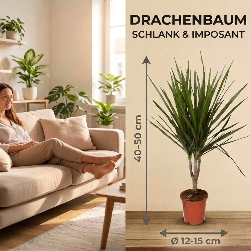 Drachenbaum + 3x Cremefarbener Zinktopf | 3er-Set | Dracaena | ca. 40-50 cm | Ø 12-15 cm Topf