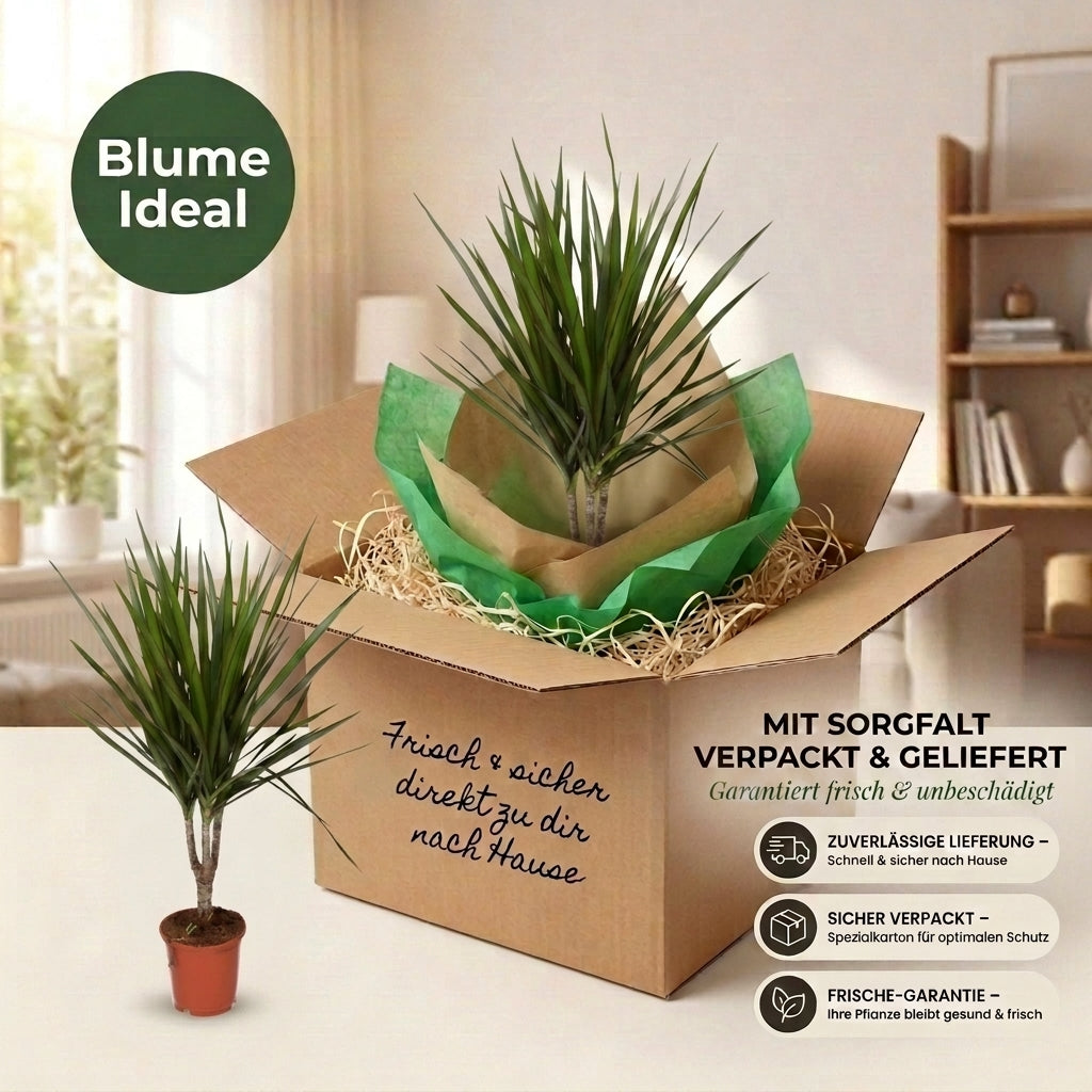 Drachenbaum + 1x Cremefarbener Zinktopf | Dracaena | ca. 40-50 cm | Ø 12-15 cm Topf