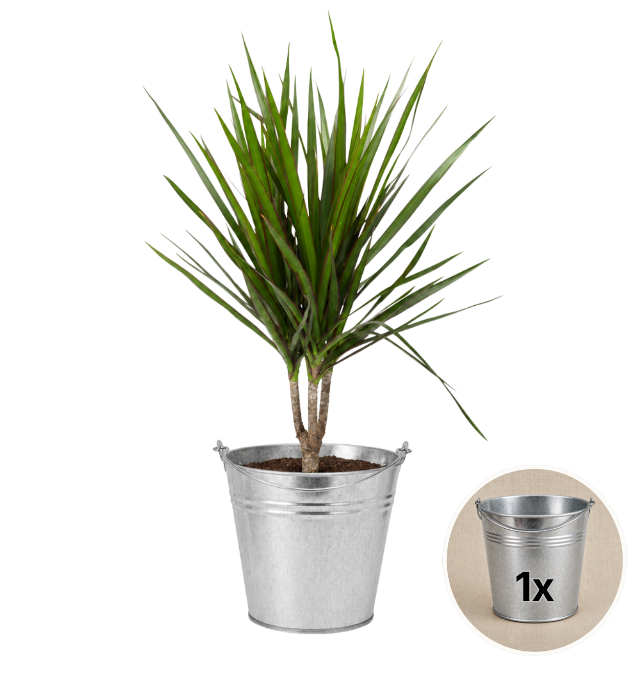 Drachenbaum + 1x Zinktopf | Dracaena | ca. 40-50 cm | Ø 12-15 cm Topf