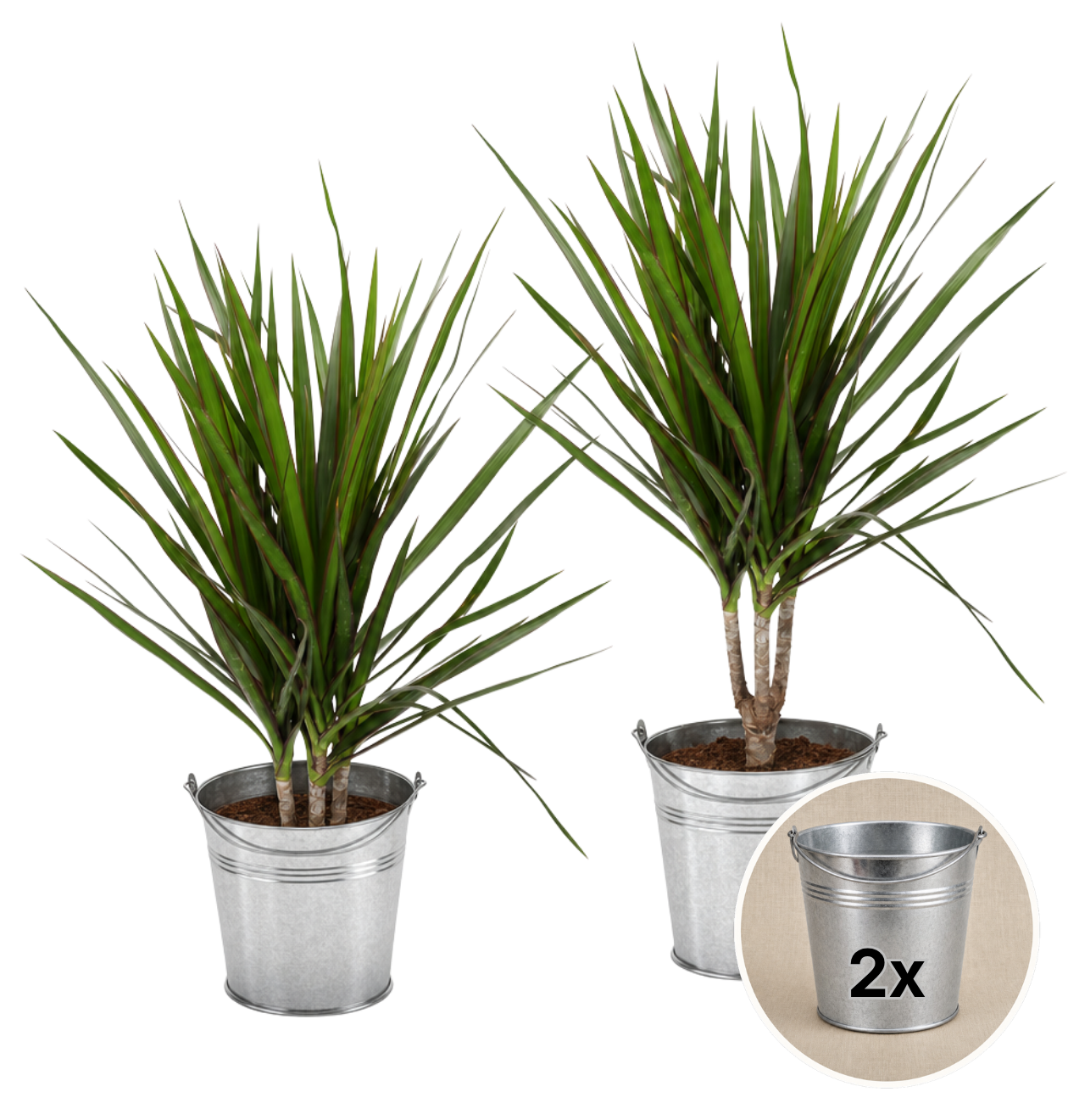Drachenbaum + 2x Zinktopf | 2er-Set | Dracaena | ca. 40-50 cm | Ø 12-15 cm Topf