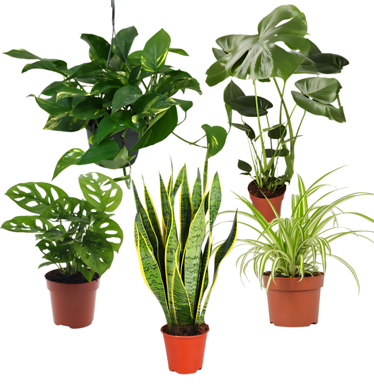 5er-Set “EasyCare” | Monstera | Bogenhanf | Efeutute | Grünlilie | Affenblatt | +/- 30-60cm | ø 12-15cm Topf