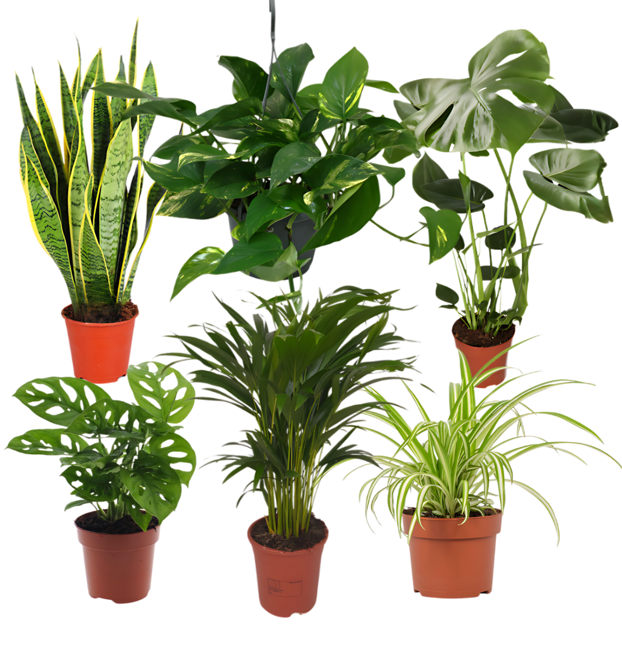 6er-Set “EasyCare” | Monstera | Bogenhanf | Efeutute | Grünlilie | Affenblatt | Goldfruchtpalme | +/- 30-60cm | ø 12-15cm Topf