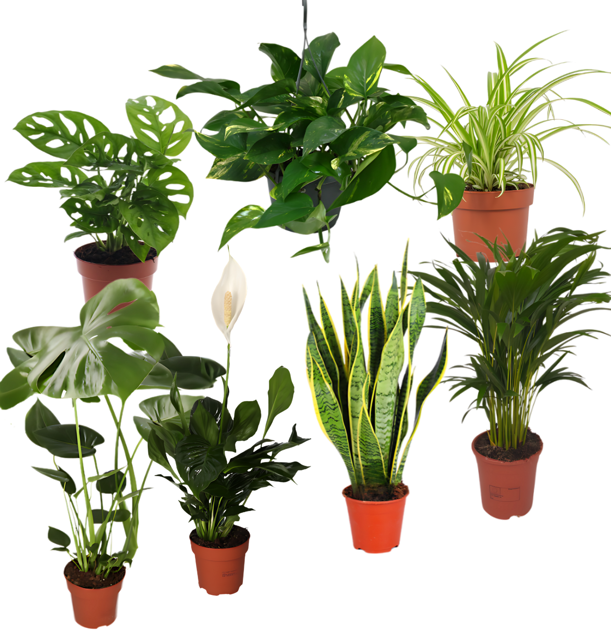 7er-Set “EasyCare” | Monstera | Bogenhanf | Efeutute | Grünlilie | Affenblatt | Goldfruchtpalme | Spathiphyllum | +/- 30-60cm | ø 12-15cm Topf
