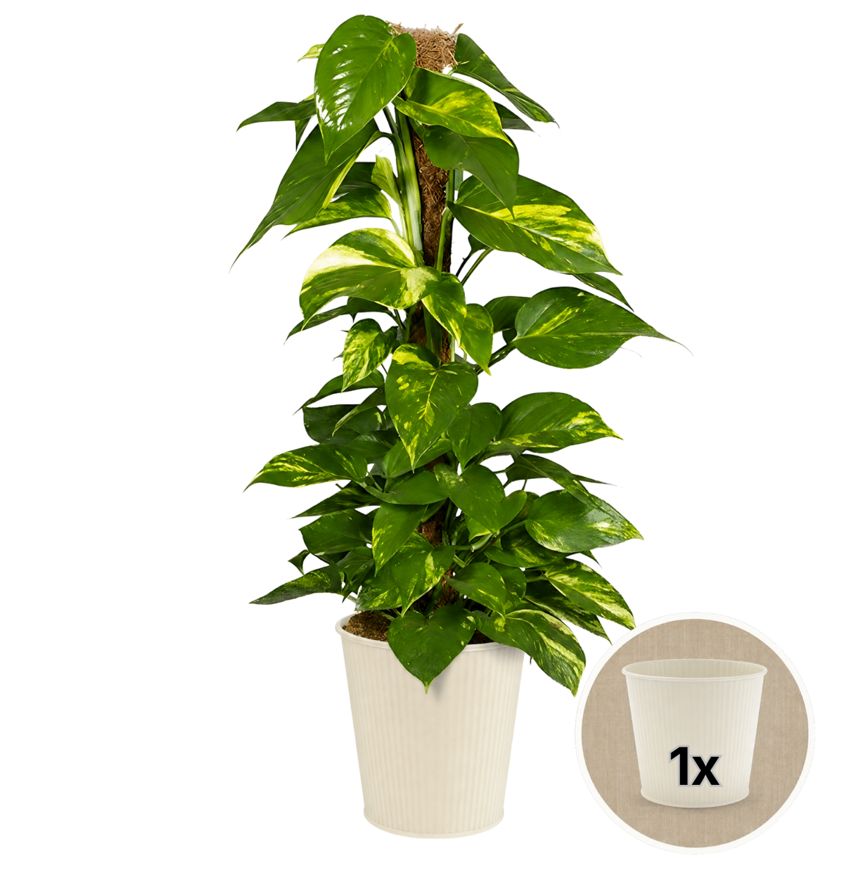 Efeutute am Moosstab + 1x Cremefarbener Zinktopf | Epipremnum Aureum | ca. 50-60 cm | Ø 12-15 cm Topf