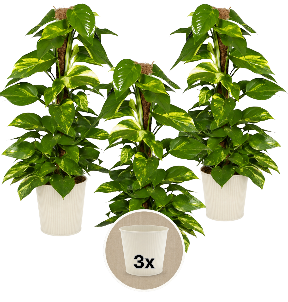 Efeutute am Moosstab + 3x Cremefarbener Zinktopf | 3er-Set | Epipremnum Aureum | ca. 50-60 cm | Ø 12-15 cm Topf