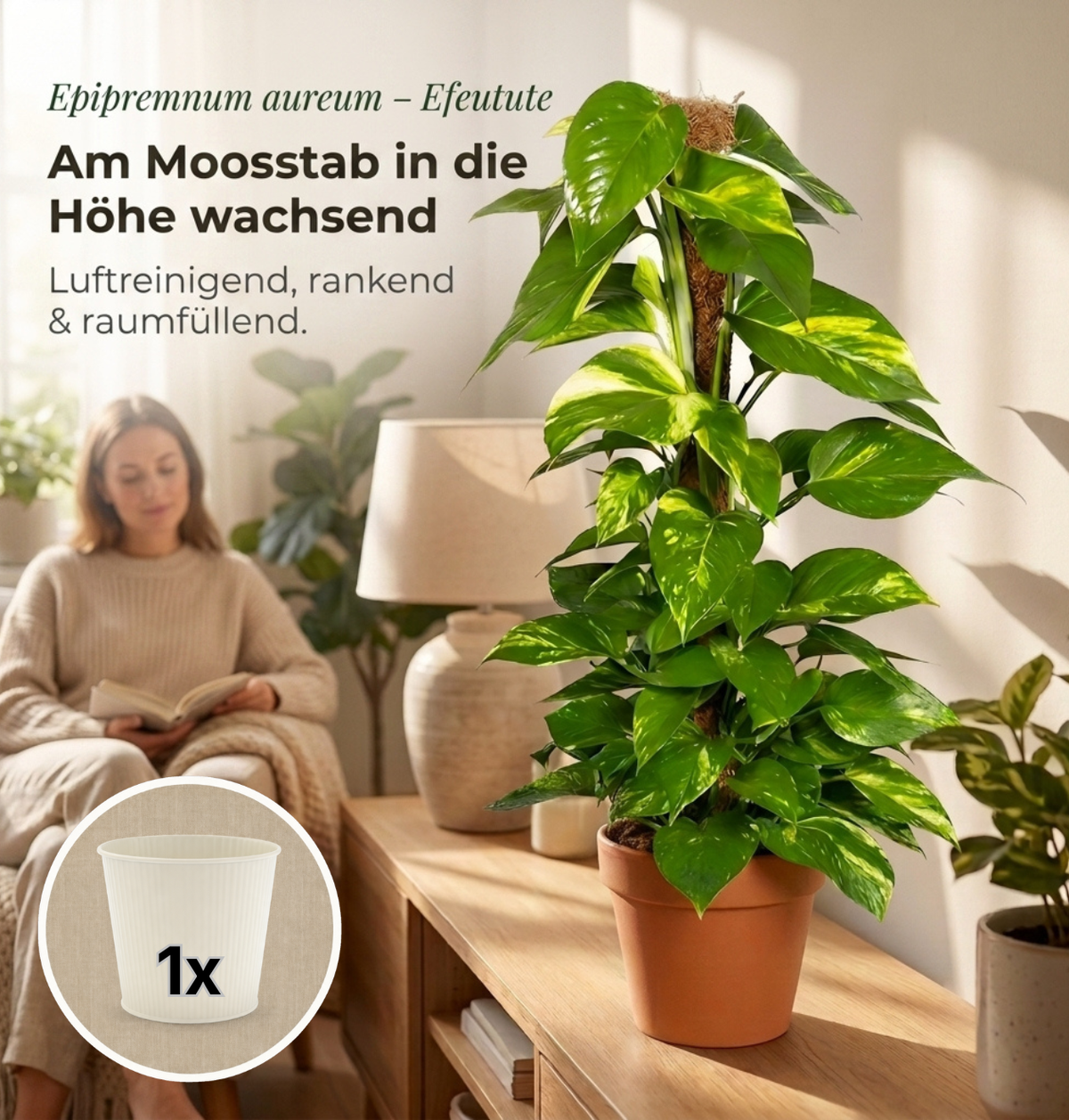 Efeutute am Moosstab + 1x Cremefarbener Zinktopf | Epipremnum Aureum | ca. 50-60 cm | Ø 12-15 cm Topf