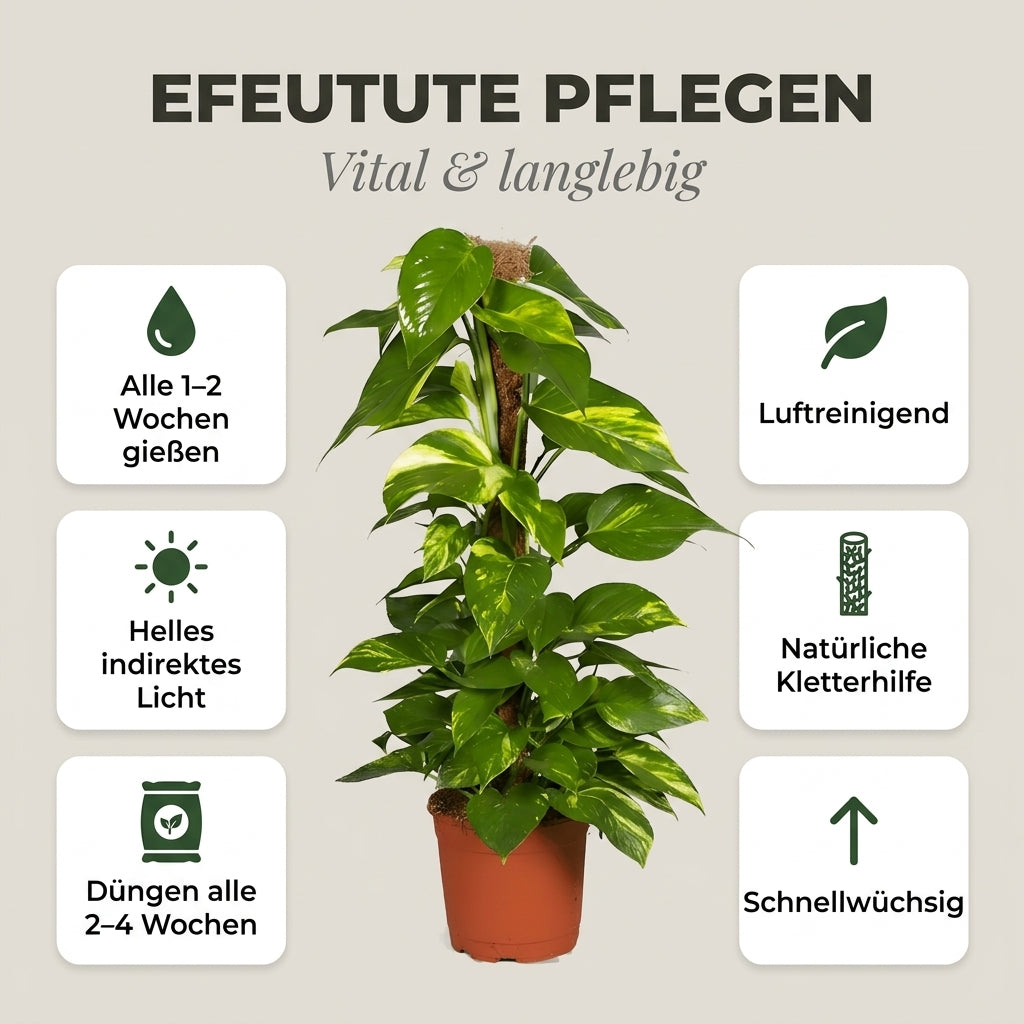 Efeutute am Moosstab + 3x Zinktopf | 3er-Set | Epipremnum Aureum | ca. 50-60 cm | Ø 12-15 cm Topf