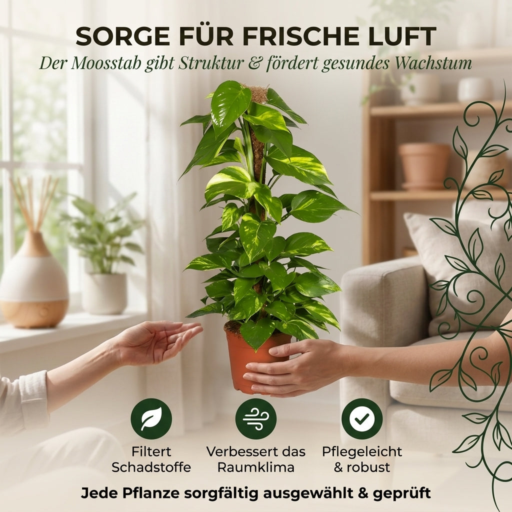 Efeutute am Moosstab + 1x Zinktopf | Epipremnum Aureum | ca. 50-60 cm | Ø 12-15 cm Topf