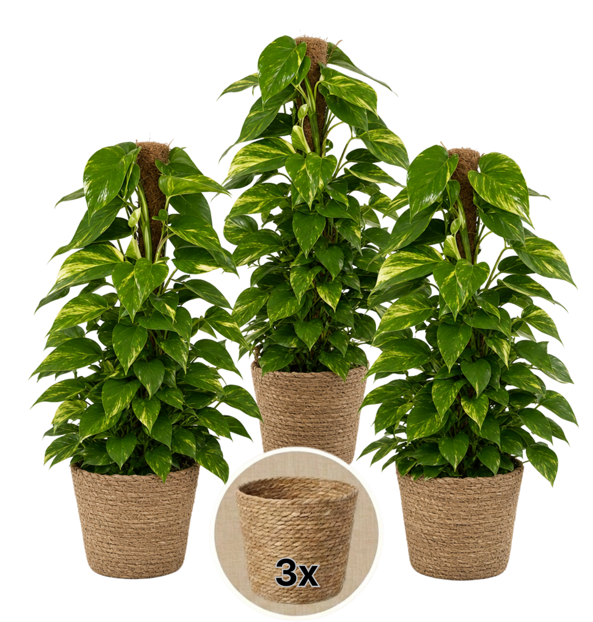 Efeutute am Moosstab + 3x Seegraskorb | 3er-Set | Epipremnum Aureum | ca. 50-60 cm | Ø 12-15 cm Topf