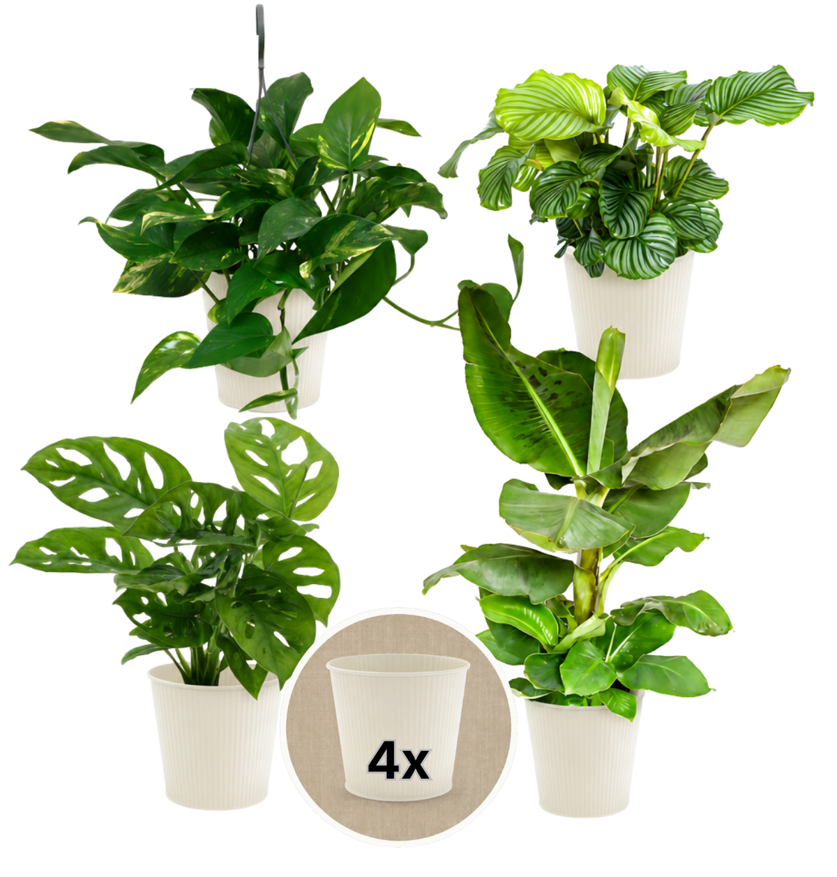 “Exotica” Pflanzenset + 4x Cremefarbener Zinktopf | 4er-Set | ca. 25-50 cm | Ø 12-15 cm Topf