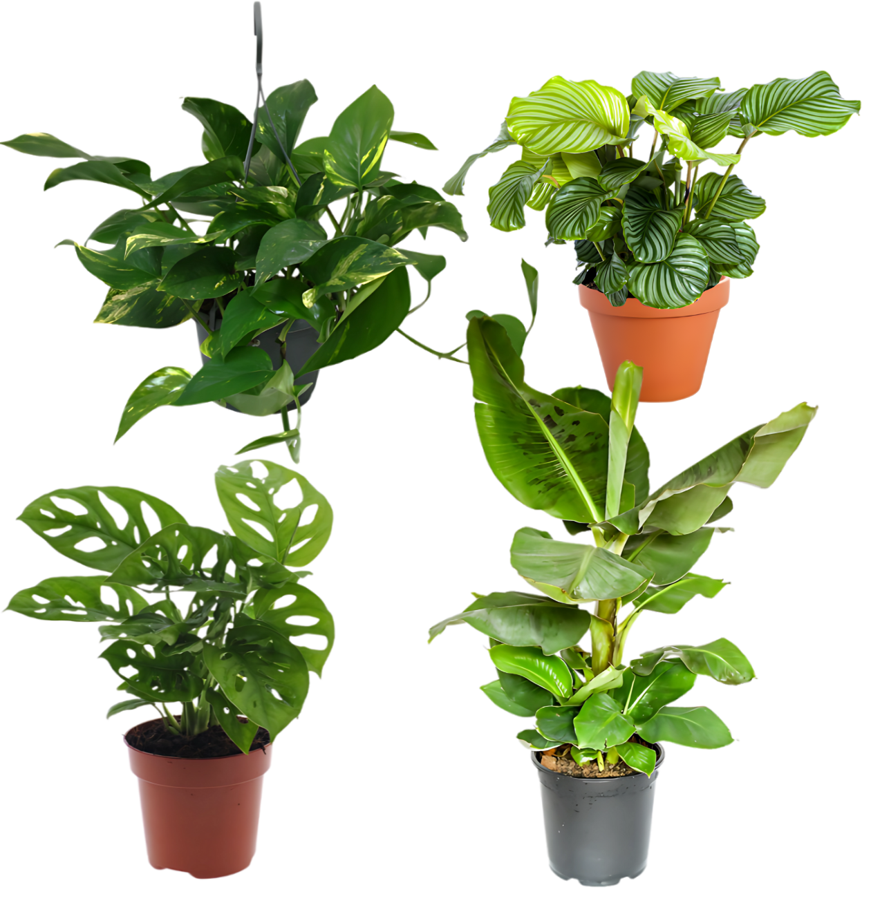 4er-Set “Exotica” | Bananenpflanze | Korbmarante | Affenblatt | Efeutute | +/- 25-50cm | ø 12-15cm Topf