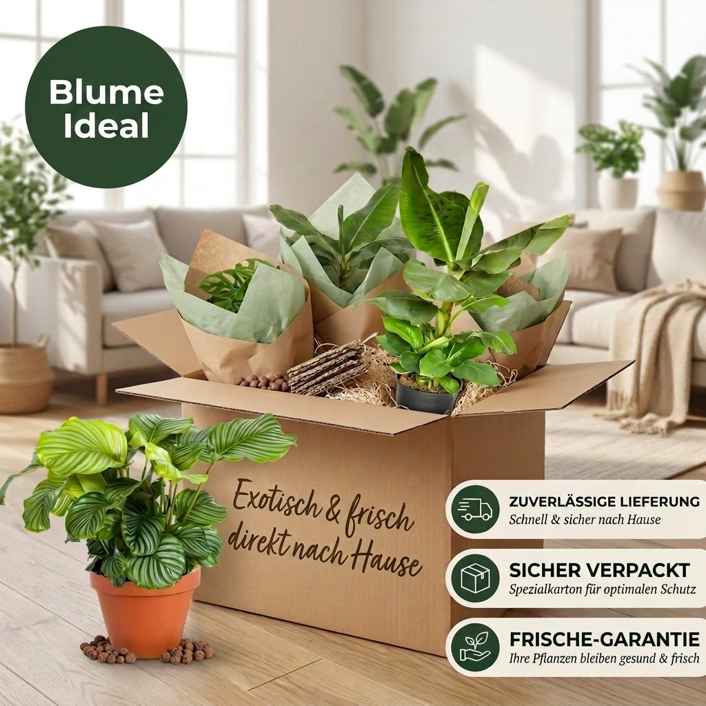 “Exotica” Pflanzenset + 4x Cremefarbener Zinktopf | 4er-Set | ca. 25-50 cm | Ø 12-15 cm Topf