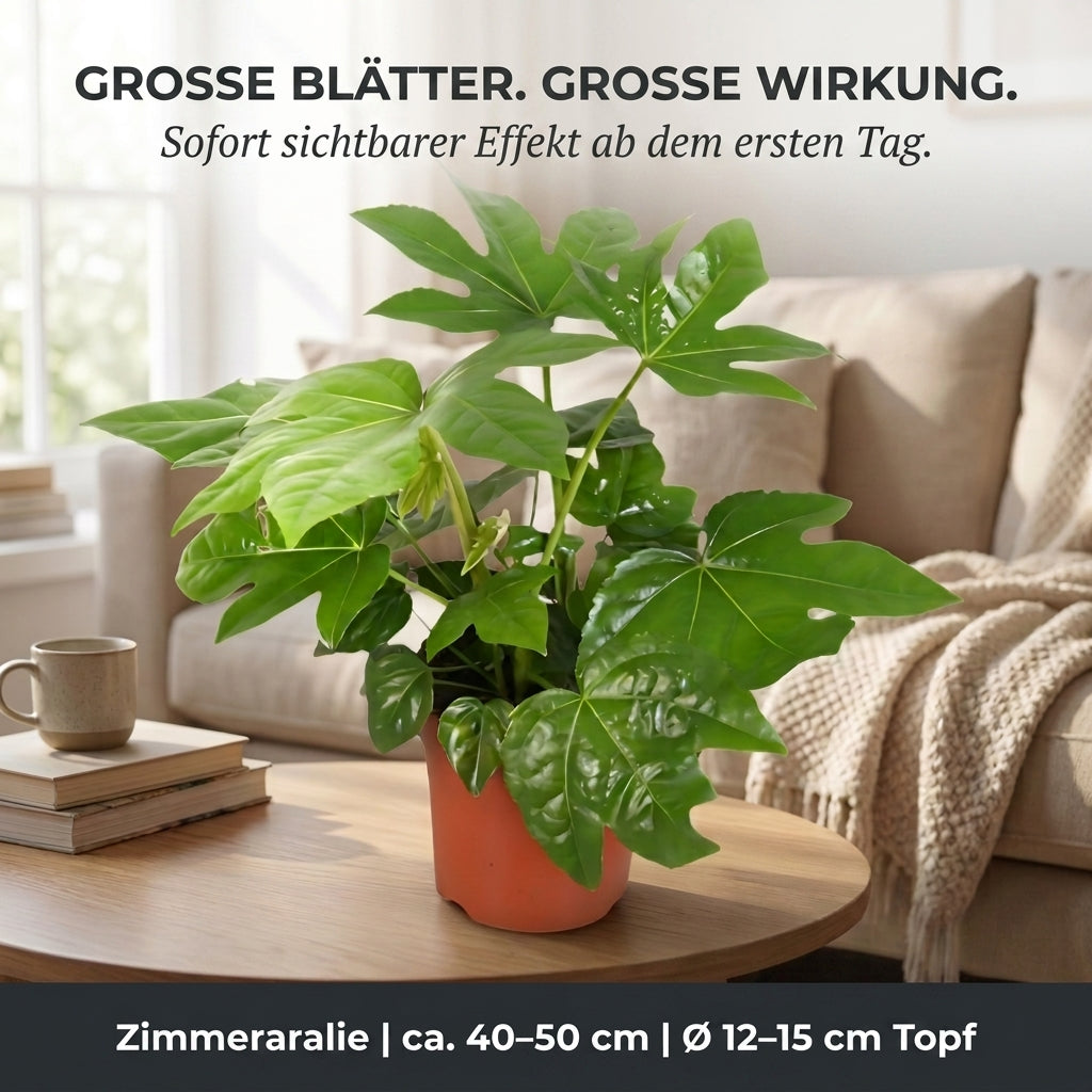 Zimmeraralie + 3x Zinktopf | 3er-Set | Fatsia japonica | ca. 40-50 cm | Ø 12-15 cm Topf