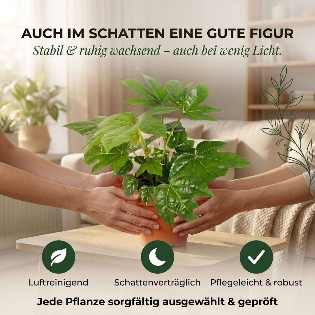 Zimmeraralie + 2x Zinktopf | 2er-Set | Fatsia japonica | ca. 40-50 cm | Ø 12-15 cm Topf