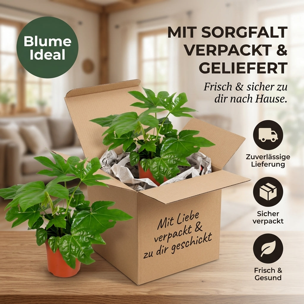 Zimmeraralie + 2x Zinktopf | 2er-Set | Fatsia japonica | ca. 40-50 cm | Ø 12-15 cm Topf