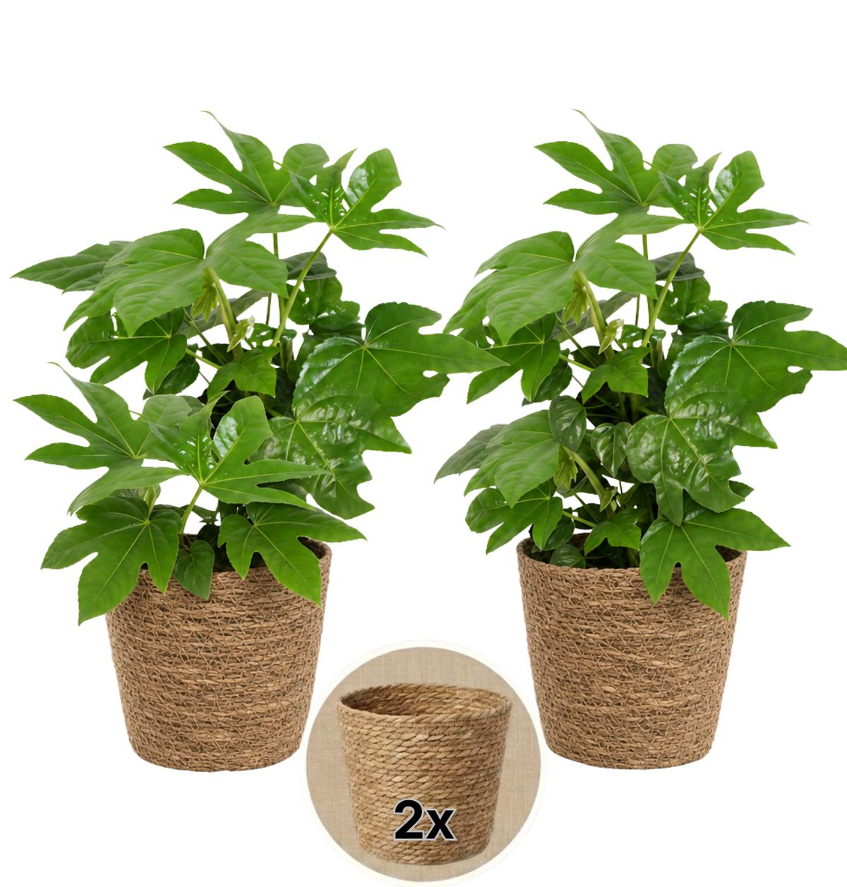 Zimmeraralie + 2x Seegraskorb | 2er-Set | Fatsia japonica | ca. 40-50 cm | Ø 12-15 cm Topf