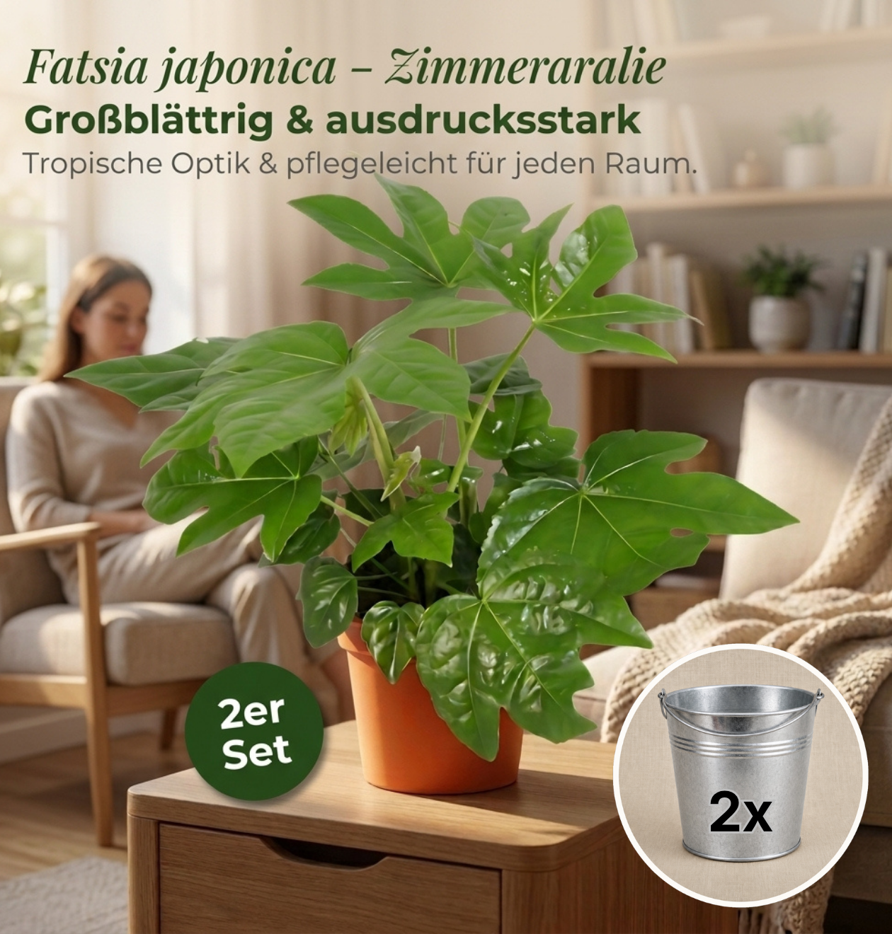 Zimmeraralie + 2x Zinktopf | 2er-Set | Fatsia japonica | ca. 40-50 cm | Ø 12-15 cm Topf
