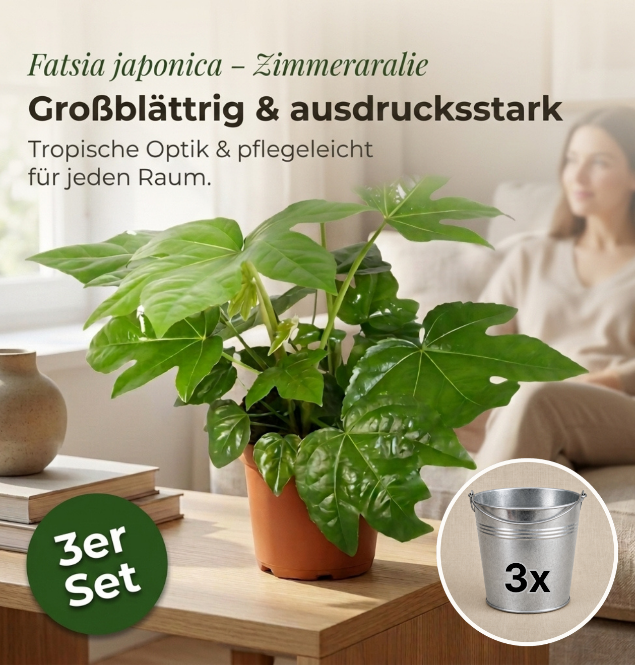 Zimmeraralie + 3x Zinktopf | 3er-Set | Fatsia japonica | ca. 40-50 cm | Ø 12-15 cm Topf