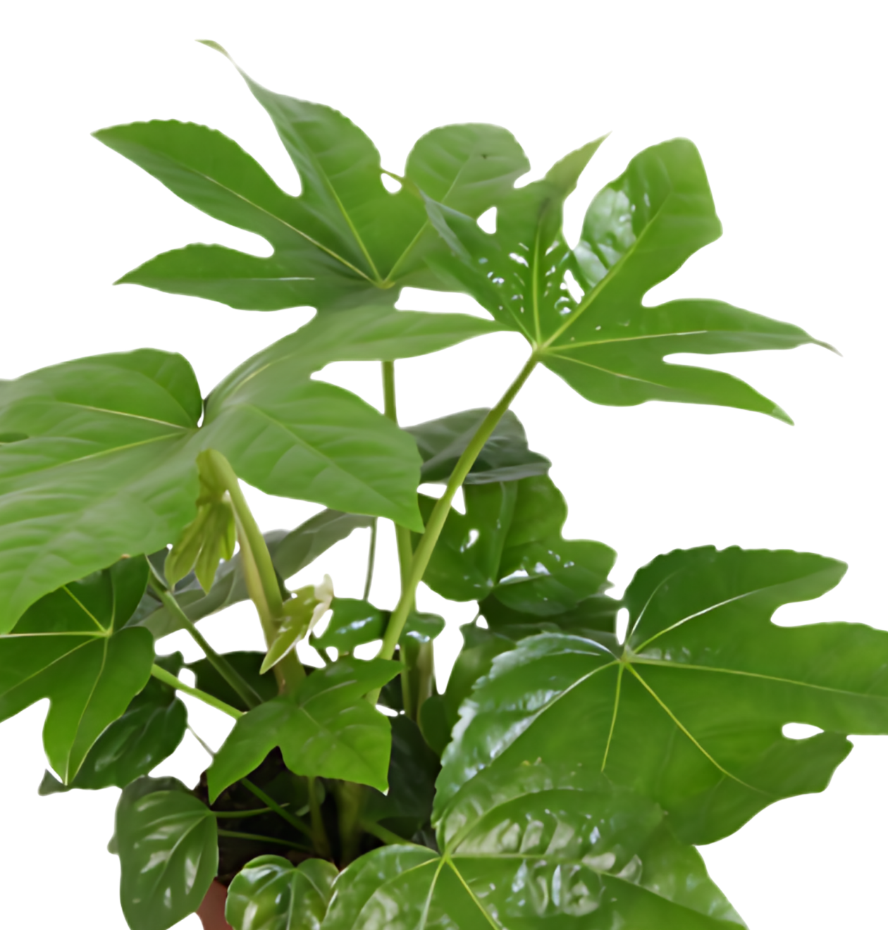 Zimmeraralie | Fatsia japonica | ca. 40-50 cm | Ø 12-15 cm Topf