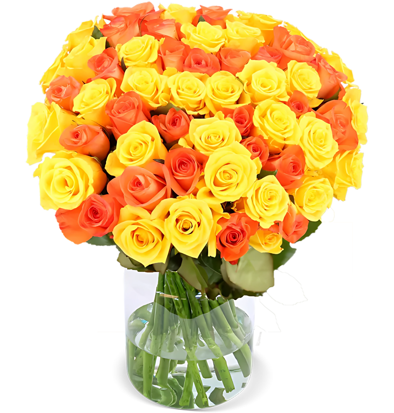 60 gelb orange Rosen