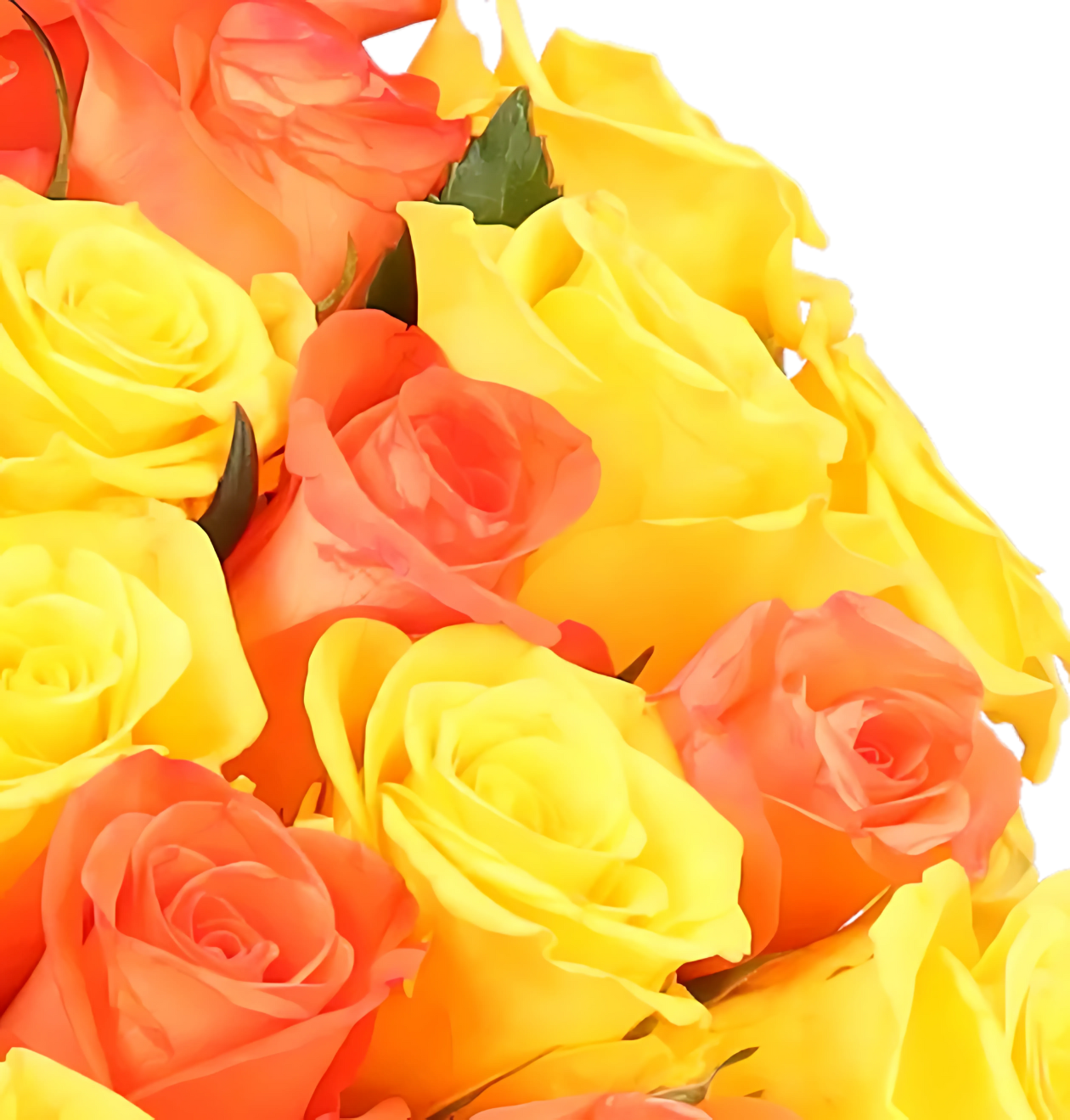 70 gelb orange Rosen