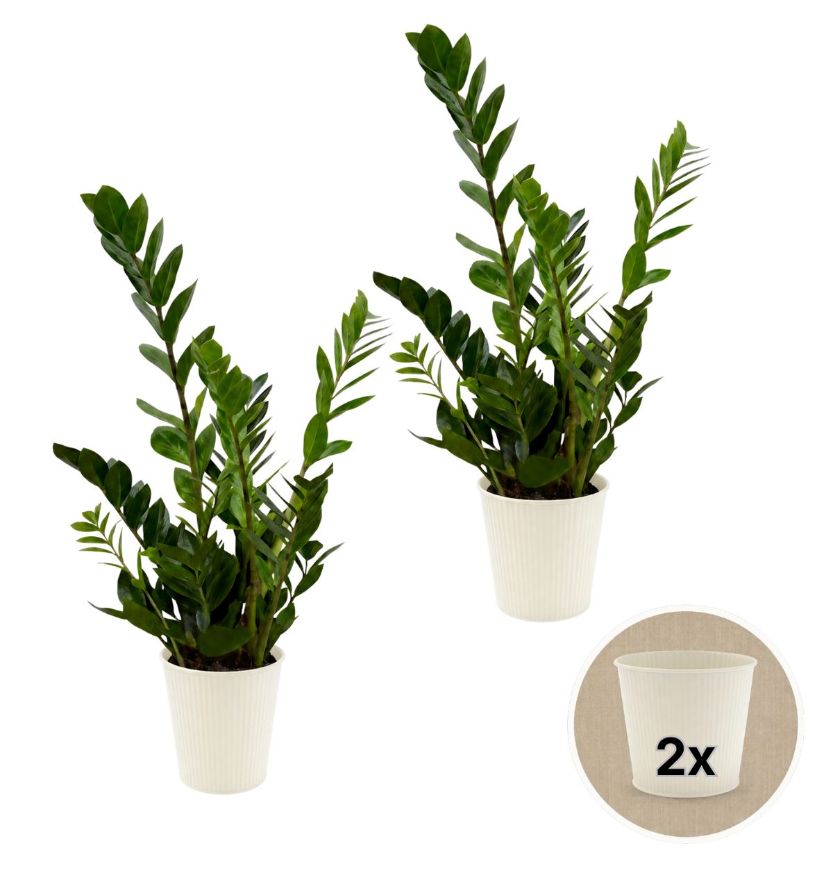 Glücksfeder + 2x Cremefarbener Zinktopf | 2er-Set | Zamioculcas zamiifolia | ca. 40-50 cm | Ø 12-15 cm Topf
