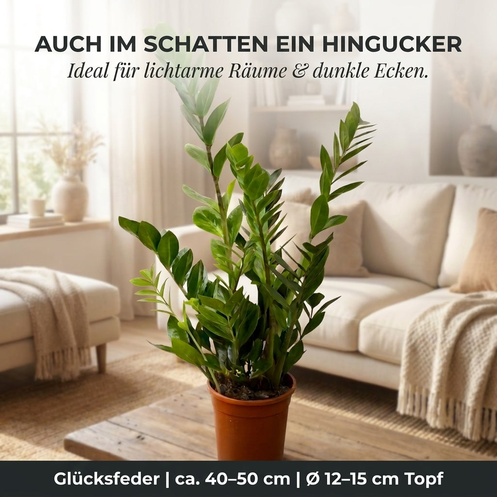 Glücksfeder + 2x Seegraskorb | 2er-Set | Zamioculcas zamiifolia | ca. 40-50 cm | Ø 12-15 cm Topf