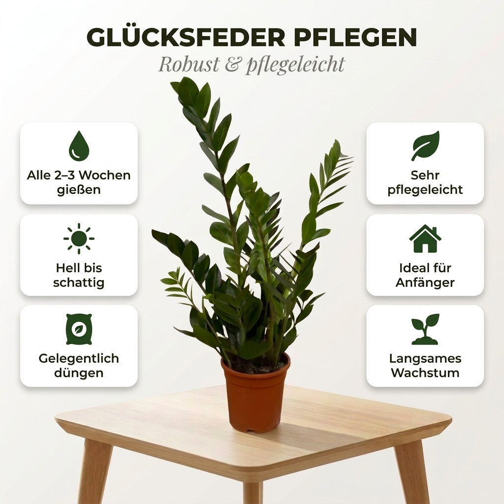 Glücksfeder + 1x Zinktopf | Zamioculcas zamiifolia | ca. 40-50 cm | Ø 12-15 cm Topf