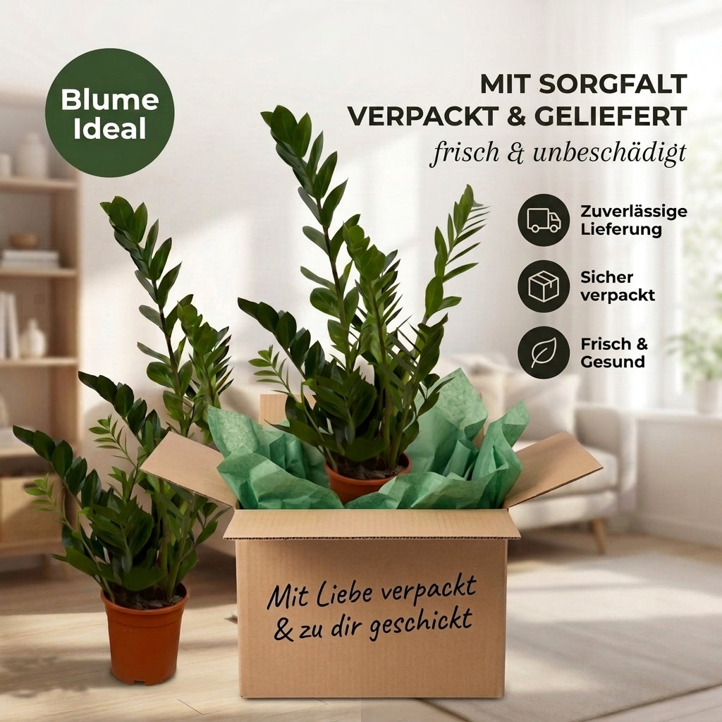 Glücksfeder + 2x Seegraskorb | 2er-Set | Zamioculcas zamiifolia | ca. 40-50 cm | Ø 12-15 cm Topf